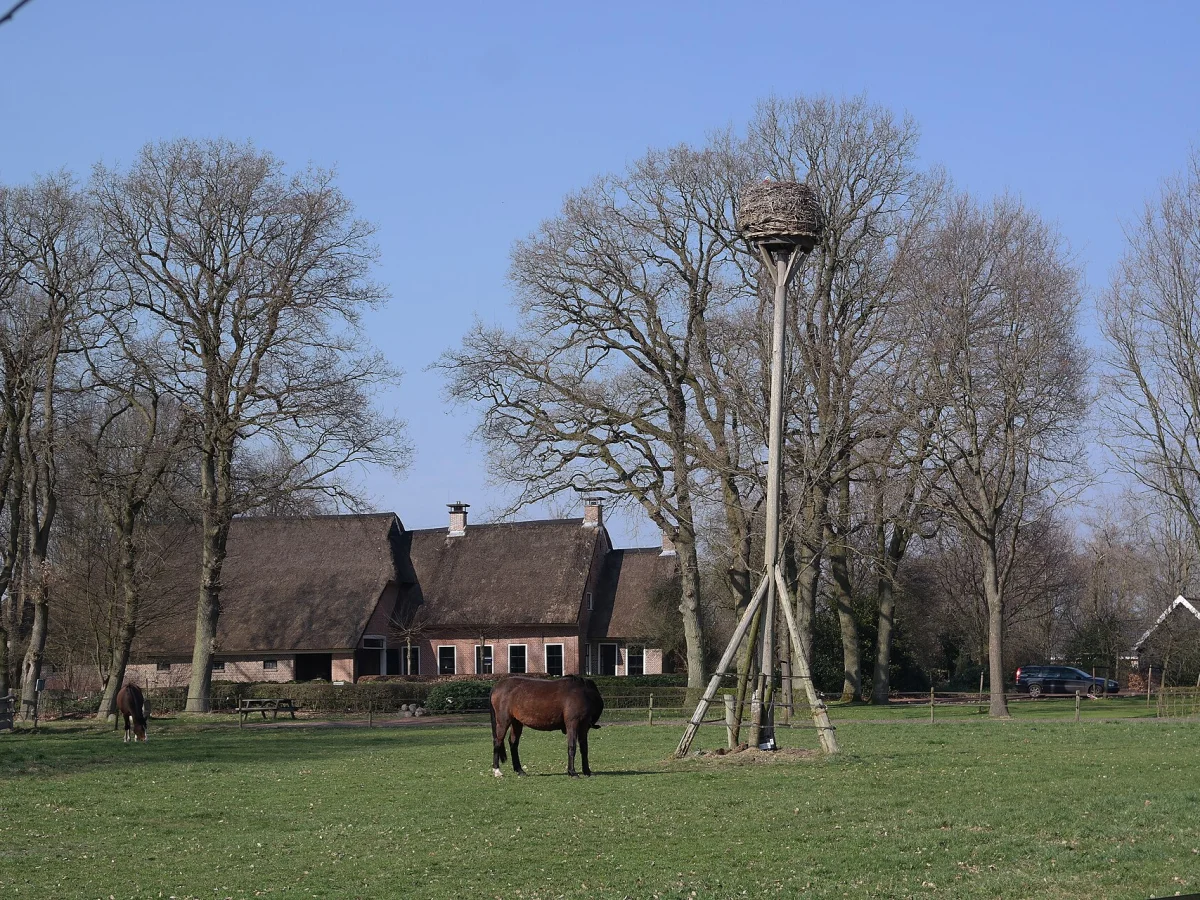 Taarlo